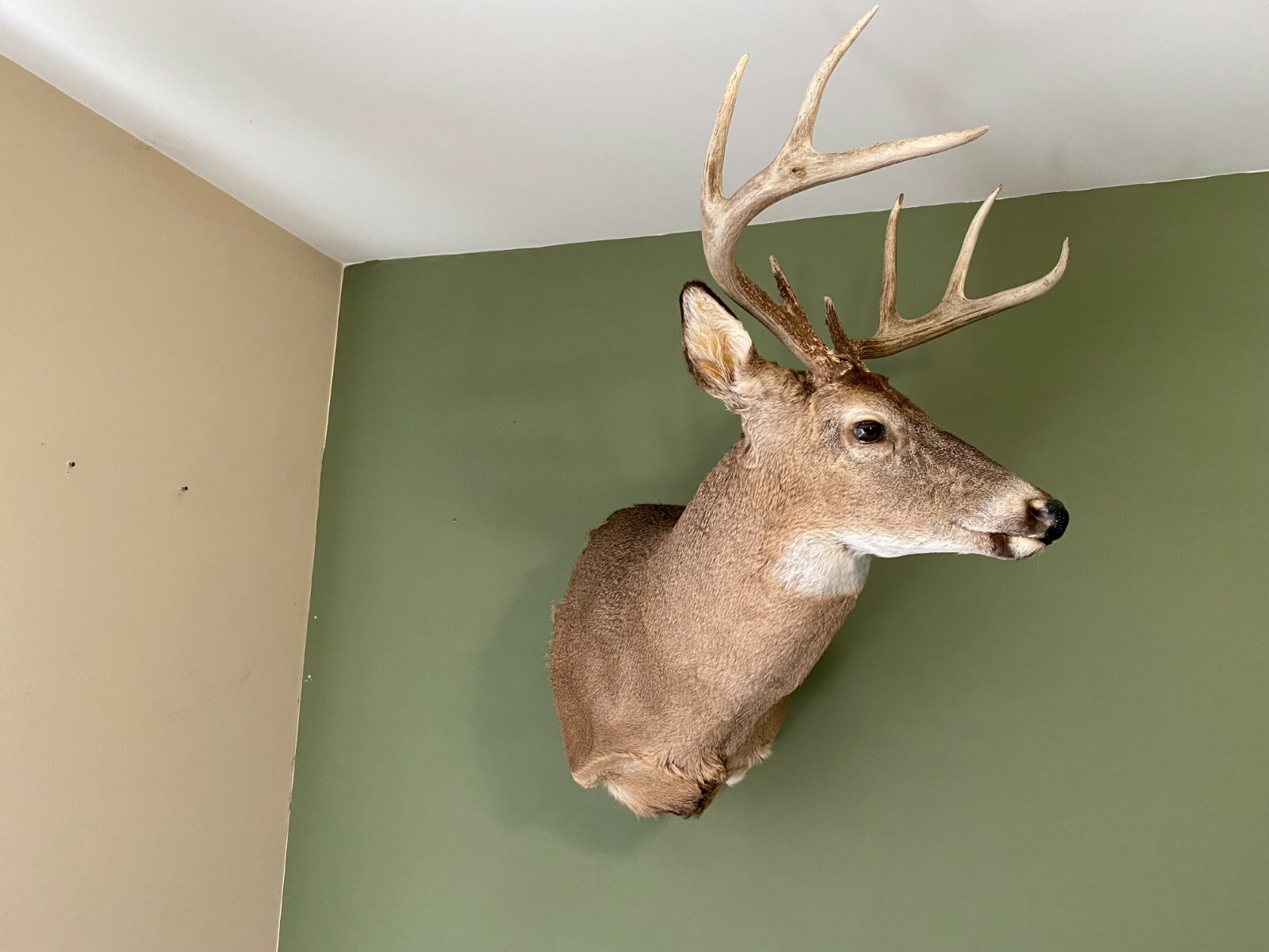 Amazeen Outdoors Adjustable Shoulder Mount Wall Hanger Whitetail Deer Mule