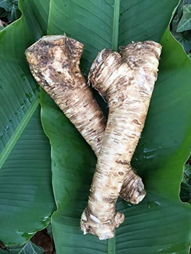 Horseradish Root, Sauget, 1 Pound (Sold by Weight). -Country Creek LLC-