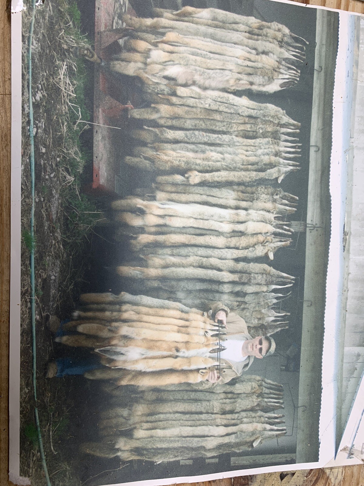 beaver, coyote snares, 1 dozen