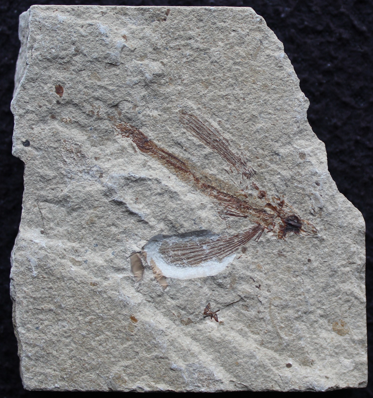 Exocoetoides 141 Flying Fish Very Nice Natural Color -Cretaceous Fossils Lebanon