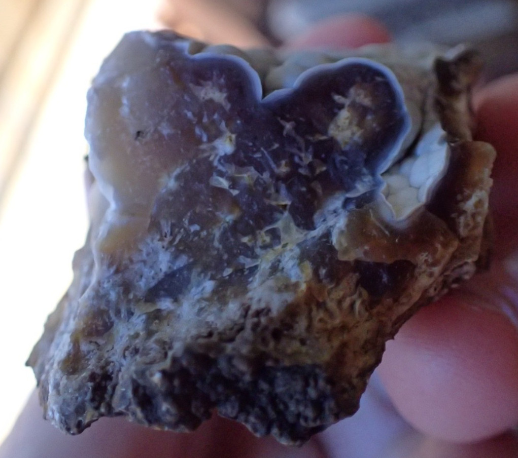 Botryoidal Fossil Coral Geode Fragment GA Agate Amber Display Sea Specimen WC40