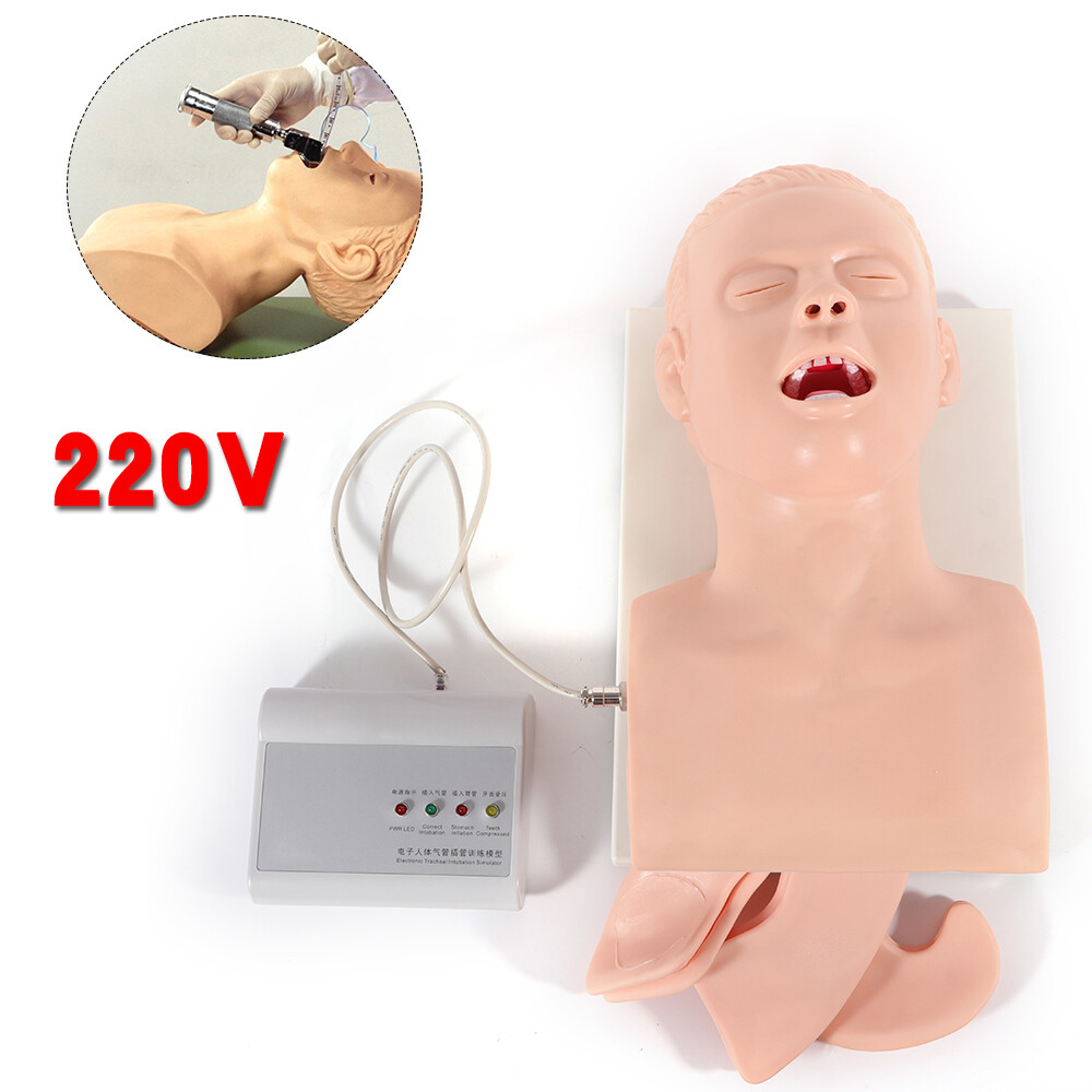 Airway Management Trainer Study Adult Oral Intubation Manikin Teaching Model NEW
