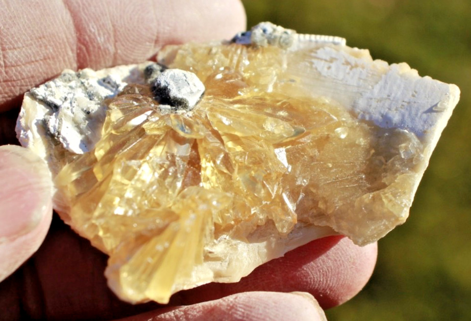 Fluorescent Fossil Crystal Clam from Ruck's Pit, Florida • Mercanaria permanga