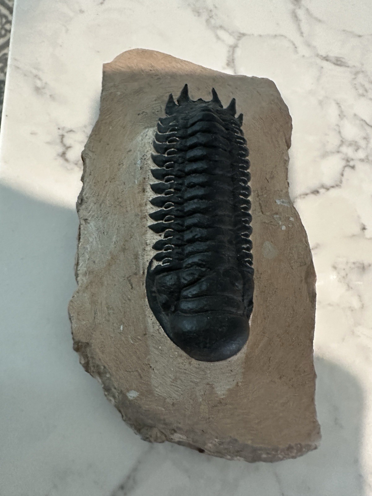 High Detail Devonian TRILOBITE Fossil from The Atlas Mountains 393 Mil Yrs. Old