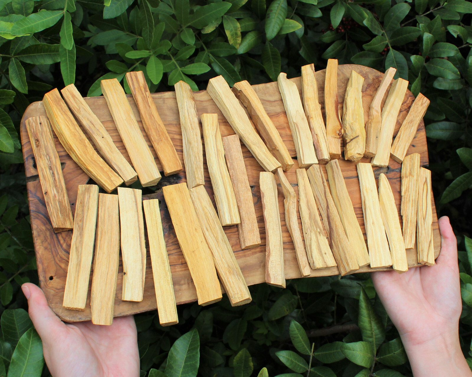 Palo Santo Wood: 25 Stick Bulk Lot (Incense Smudging Cleansing Blessing)