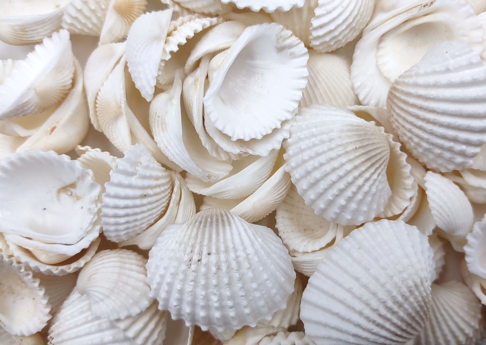 White Ark Clam Seashells (approx. half cup +/-50 shells 0.5+ inches) white