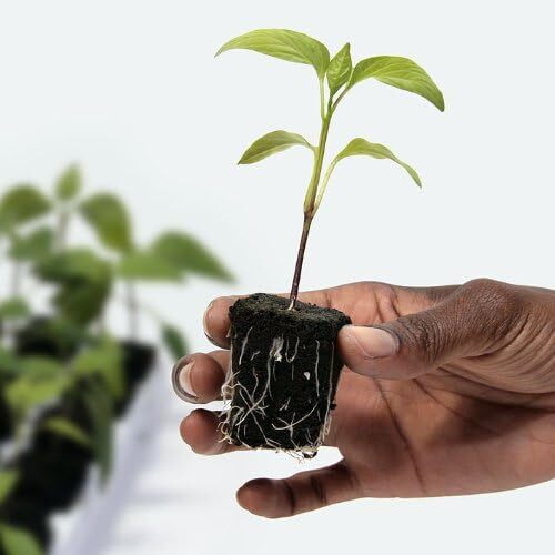 Root Riot Cubes For Cuttings and Starting Seeds FREE SHIPPING