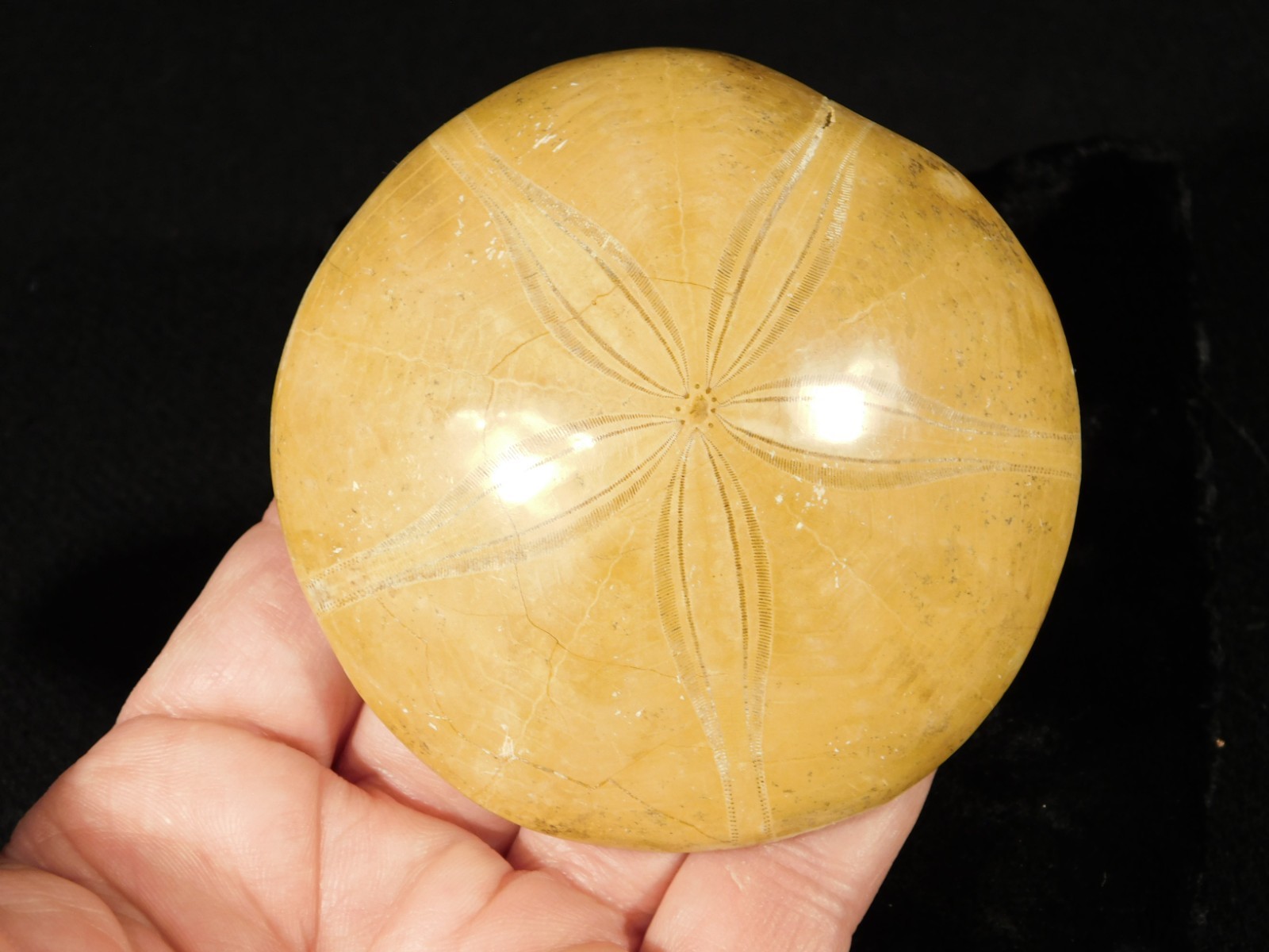Big! Polished 150 Million Year Old! SAND DOLLAR Fossil Madagascar 200gr