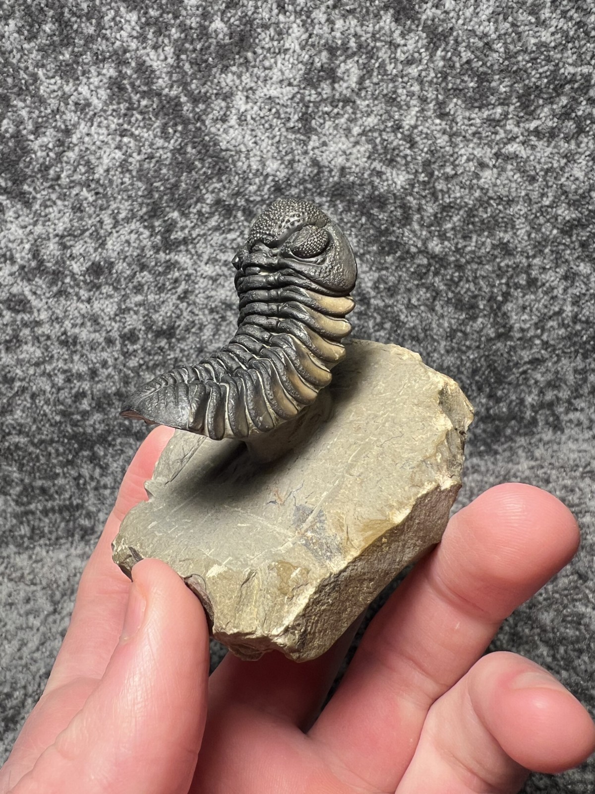 Exceptional Moroccops sp. Trilobite Fossil – Stunning Flying Preparation
