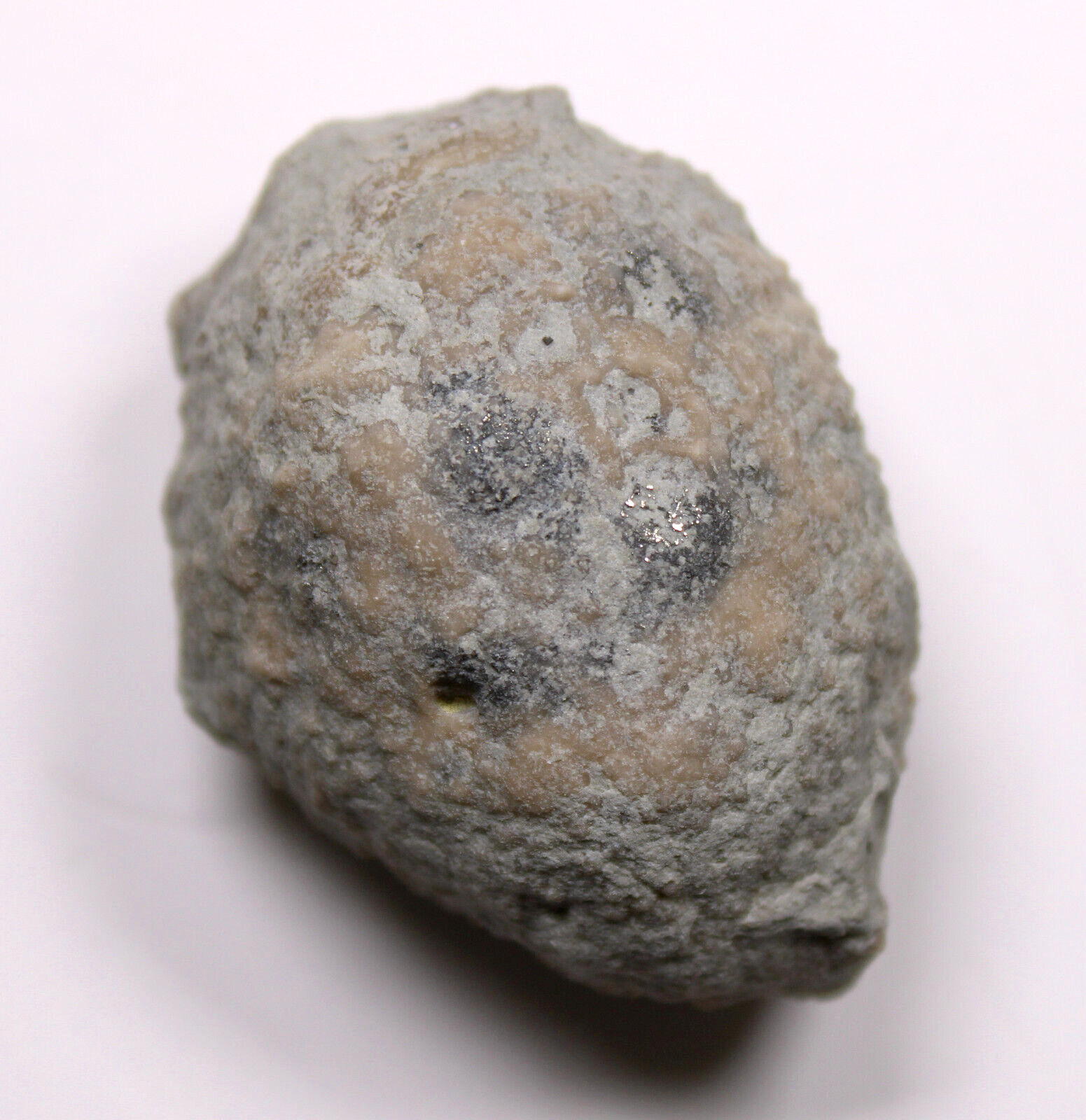 Holocystites scutellatus Silurian Cystoid Fossil Indiana Massie Shale