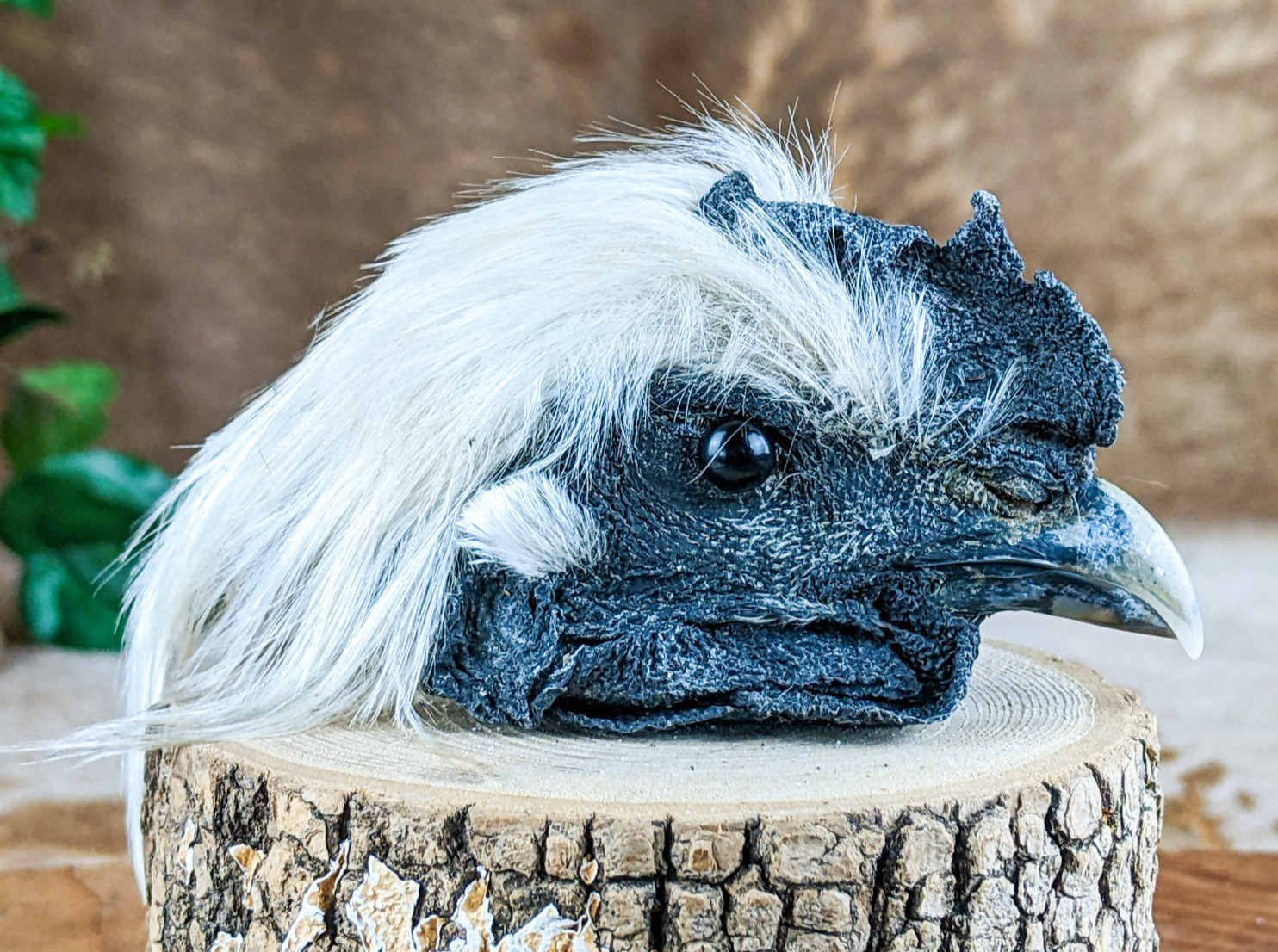 Chicken Rooster head Mount LG specimen crafts crafting Oddity Curiosity specim