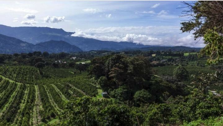 5 LBS PANAMA BOQUETE GREEN UNROASTED COFFEE BEANS - ARABICA