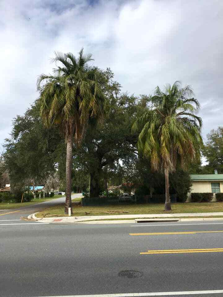 Butiagrus Seeds! F1 Hybrid Mule Palm Seeds. Rarely Ever Offered! Cold Hardy!