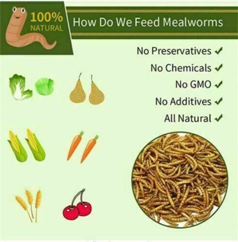 LOT Dried Mealworms Non-GMO Fit Wild Birds Chickens Hen Fish Reptile 0.6-44 LBS