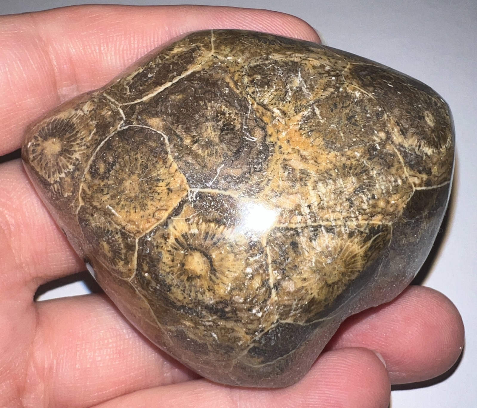 Moroccan Pre Dinosaur Fossil Polished Coral Lot 3 Inches One Per Order