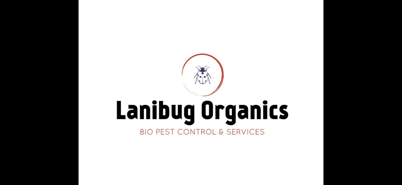 Flightless Fruit Fly Culture (Drosophila Golden Hydei)