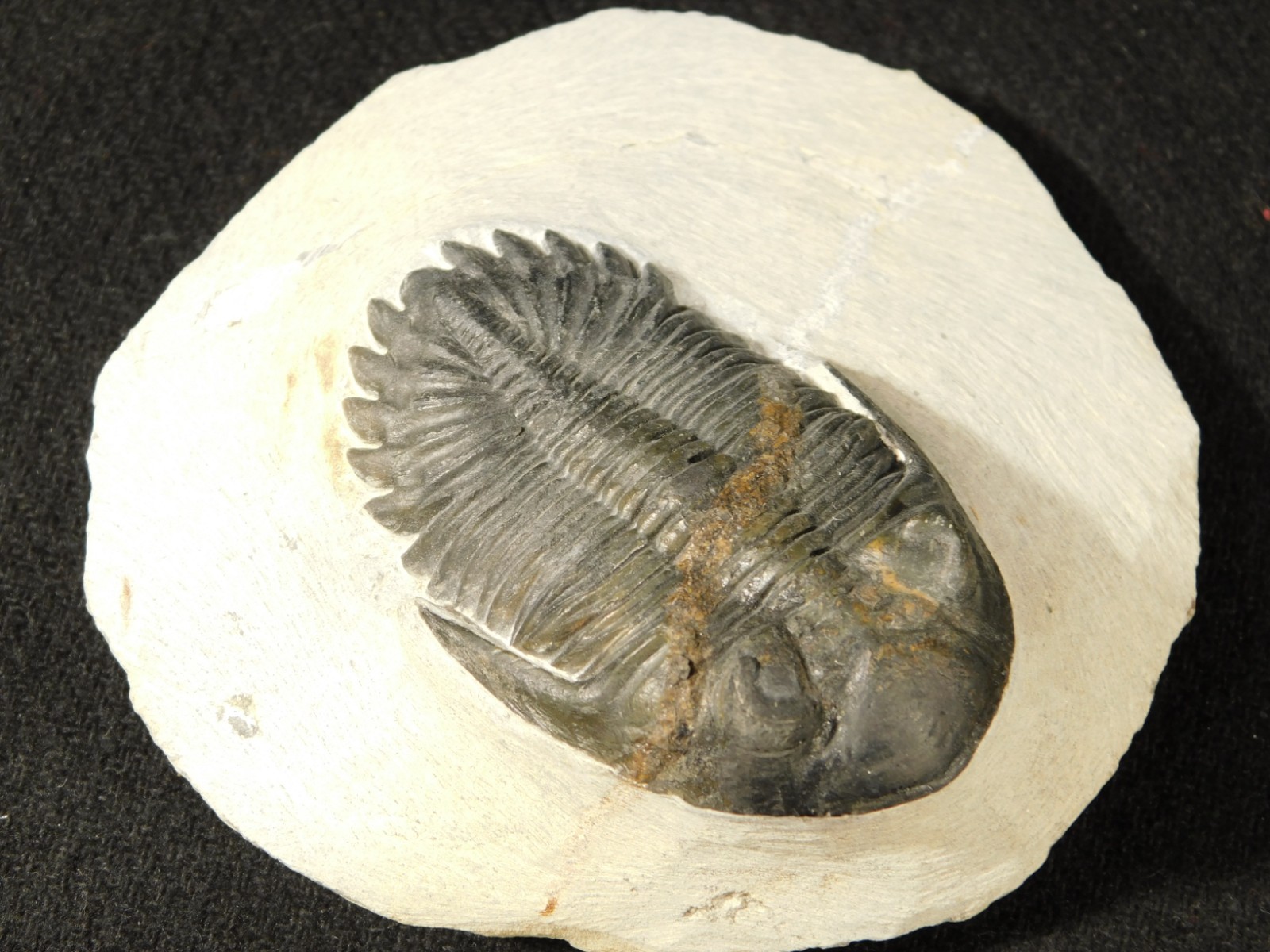 LARGER! Hollardops TRILOBITE Fossil Nice and 100% Natural Morocco 289gr