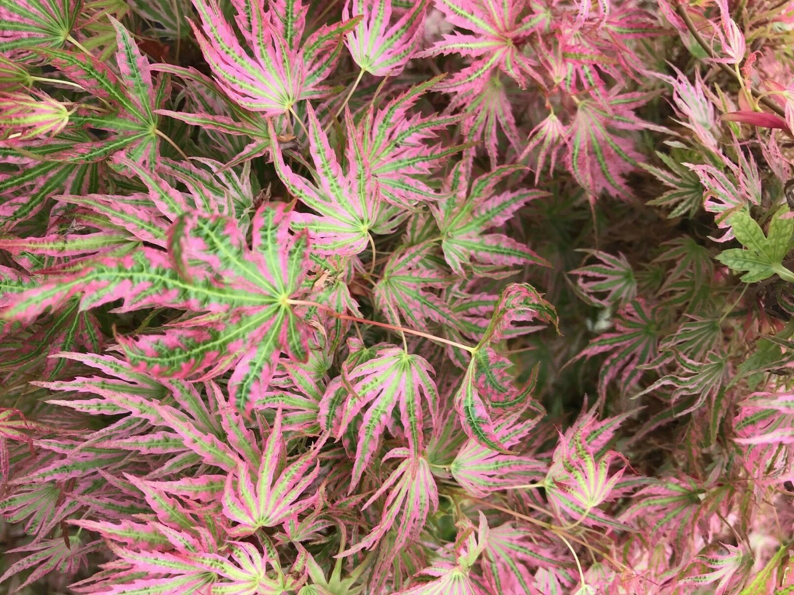 Japanese Maple Abigail Rose