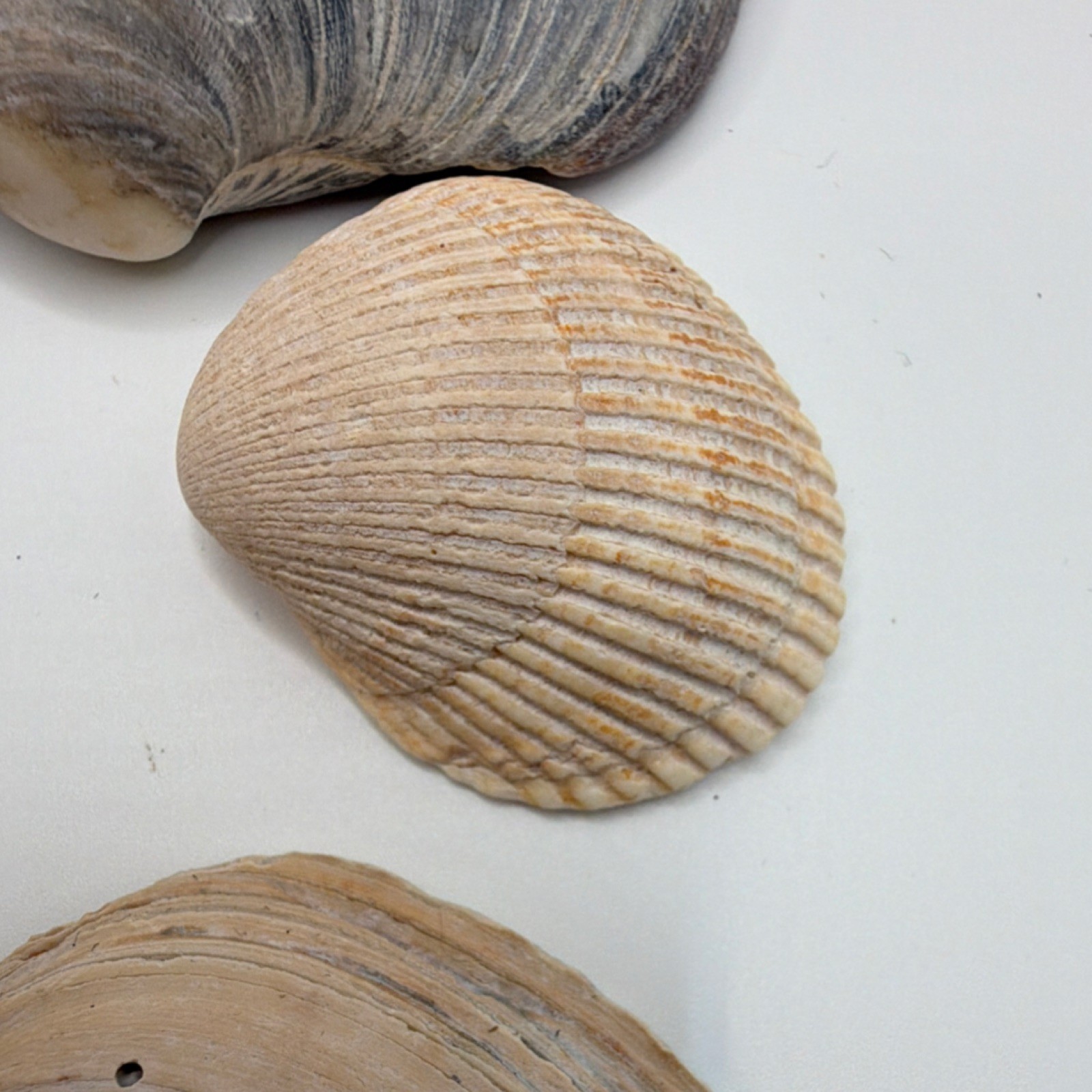 Assorted Natural Clam Shells Lot, Mixed Colors, Includes Painted Shell