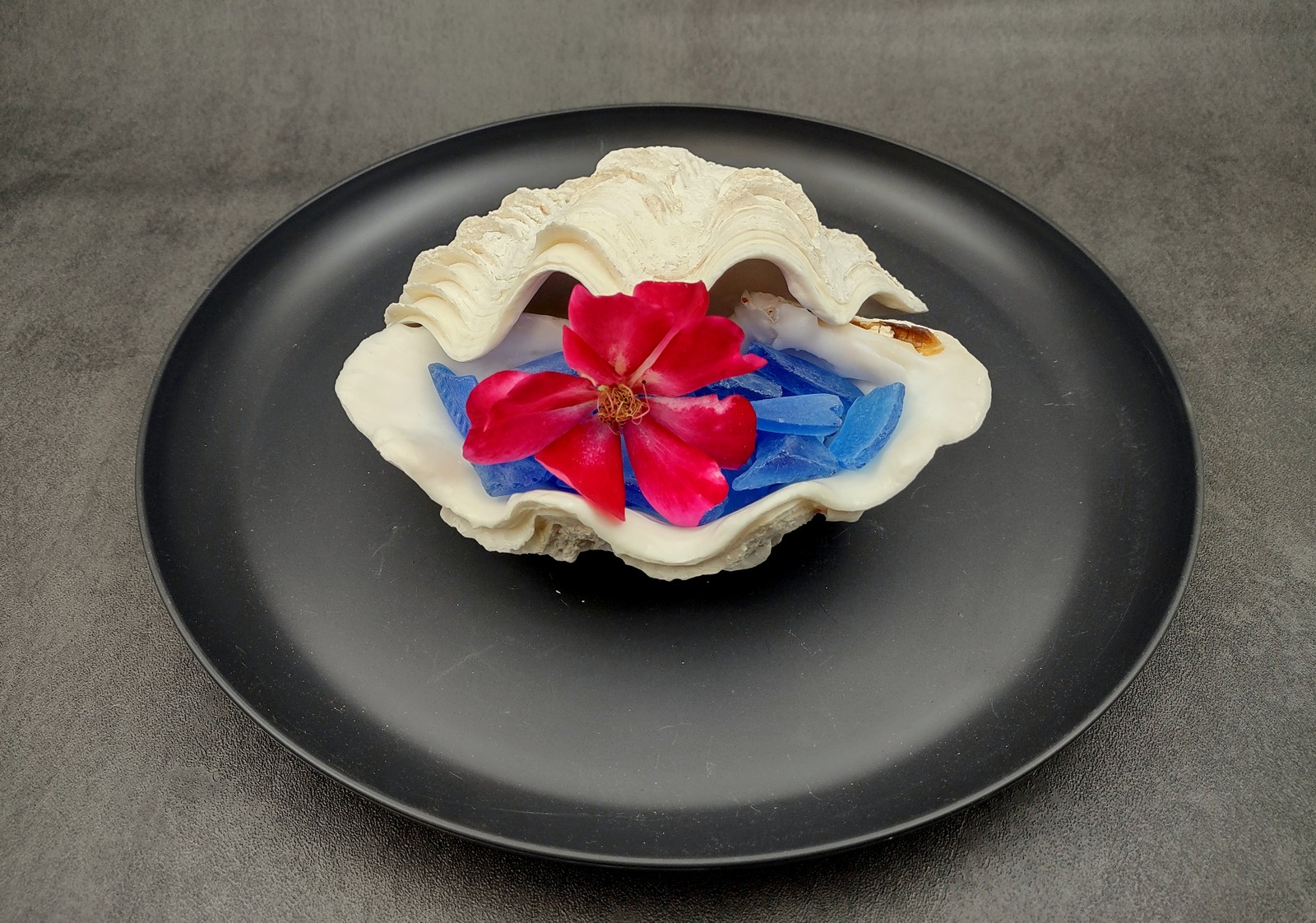 Derasa Clam Seashell White Tridacna Derasa (1 shell approx. 5+ inches)