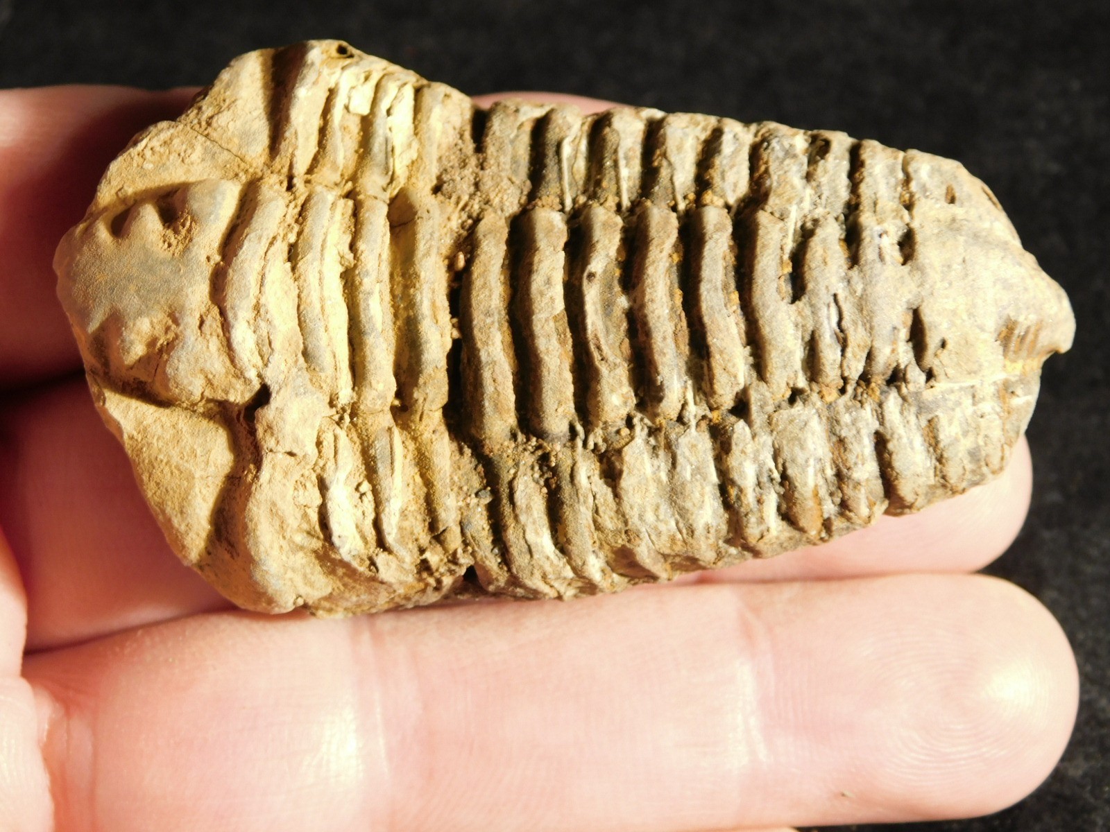 Big! 460 MILLION Year Old! Flexicalymene TRILOBITE Fossil Morocco 7.34