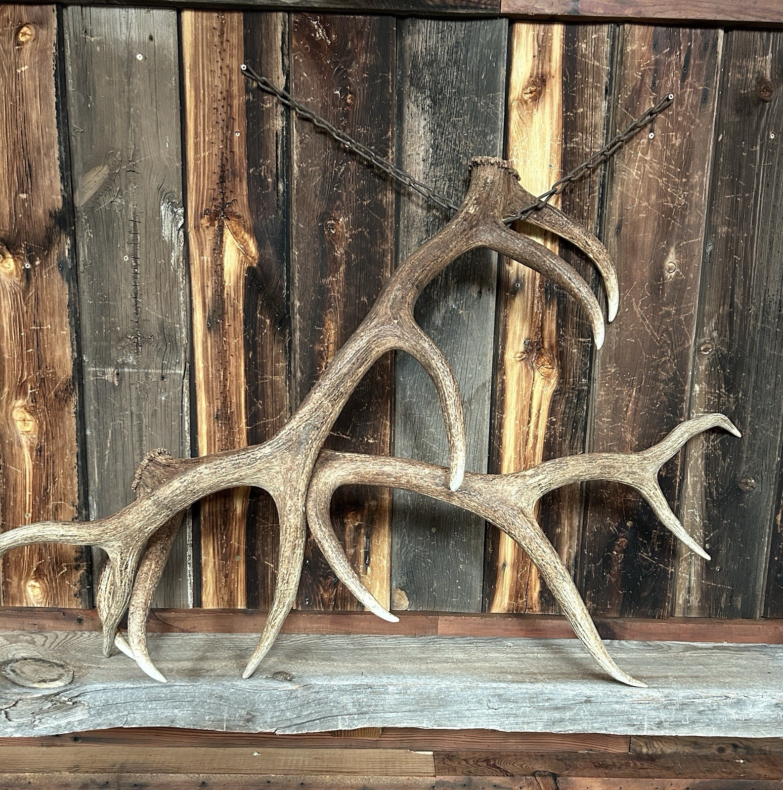 6x6 Set Of Elk Sheds ~ Elk Antlers ~ Cabin Decor