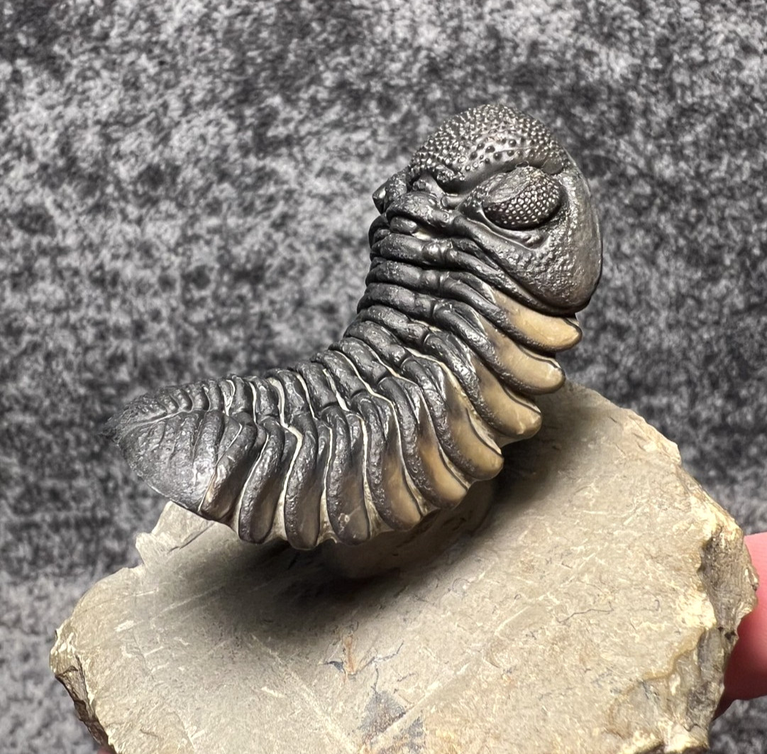 Exceptional Moroccops sp. Trilobite Fossil – Stunning Flying Preparation