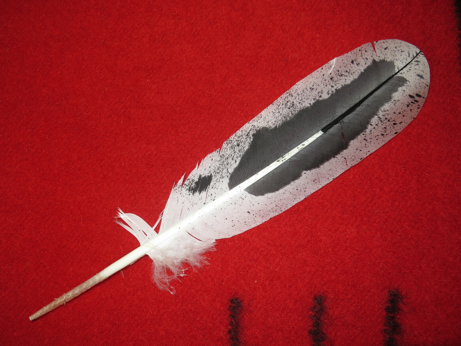 Native American made hand painted Immature Bald Eagle feather