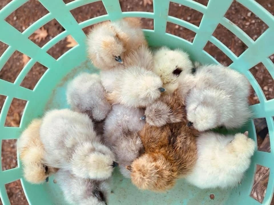 5+1 Silkie  Calico Splash/Calico Paint Project Pen Hatching Eggs NPIP/AI