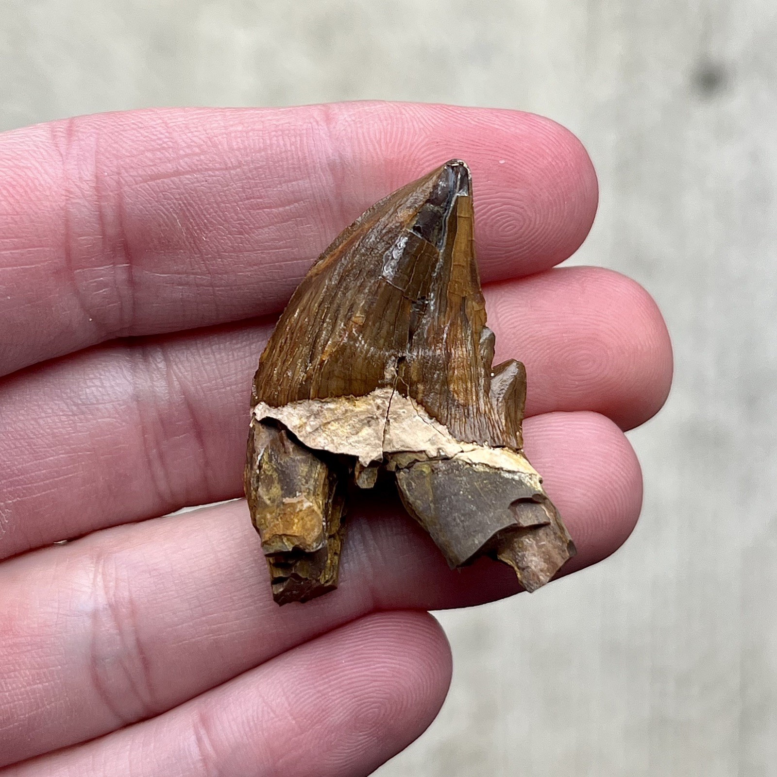 Ankylorhiza Tooth Fossil - Summerville SC - Marine Mammal