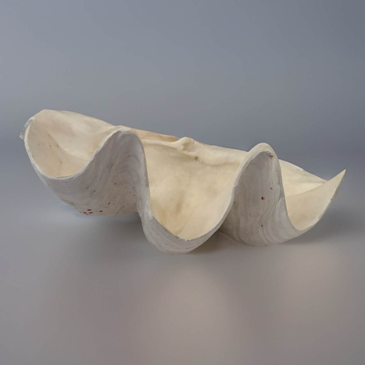 Very Rare 17” Giant Clam Shell Tridacna Gigas  17x 12x 7