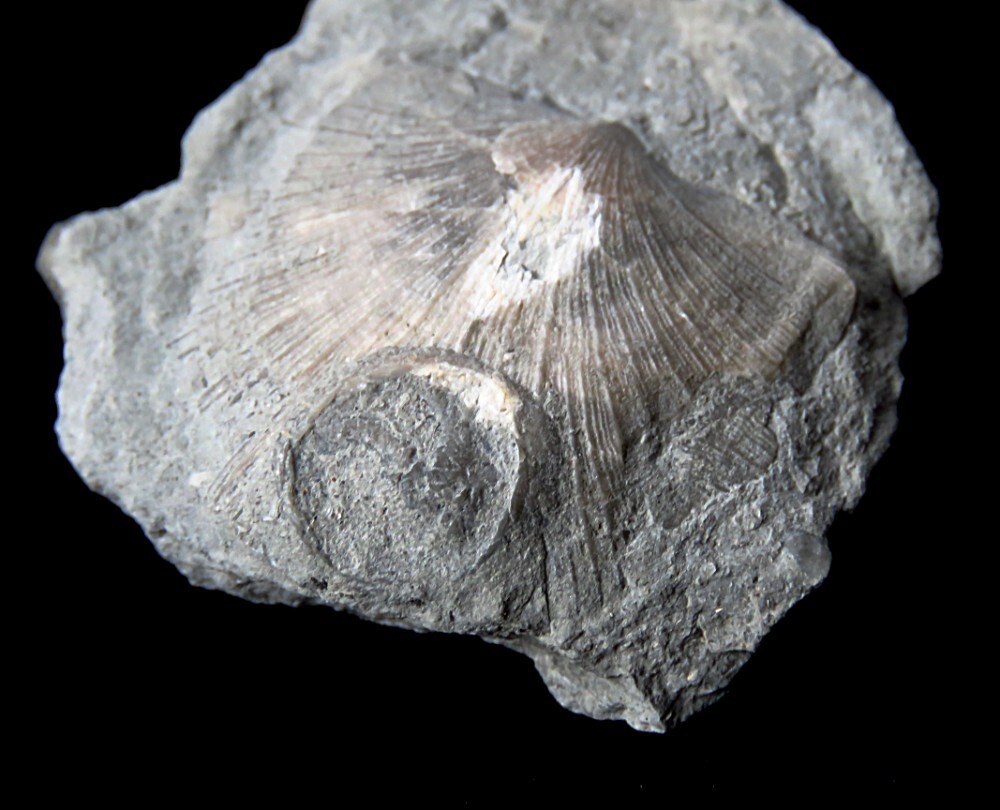 Edrioasteroid Echioderm-2"- cystaster- Ordovician- Cincinnati, Ohio
