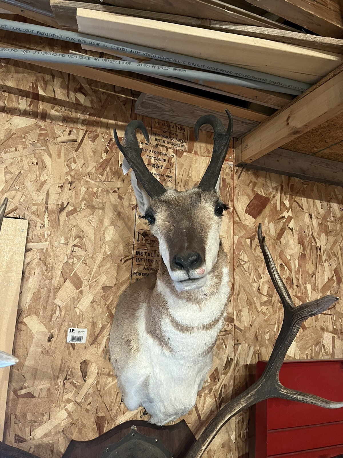 pronhorn antelope taxidermy shoulder mount