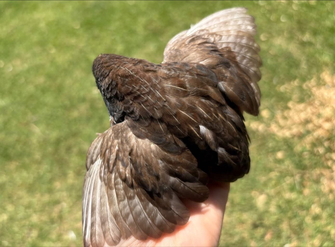 12 Exotic Button Quail Hatching Eggs Chinese Painted SPECIAL RARE ~ TPB Farms 🦚