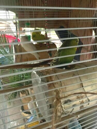 Parakeet Natural Wood Log Nest Chew Toy!!!