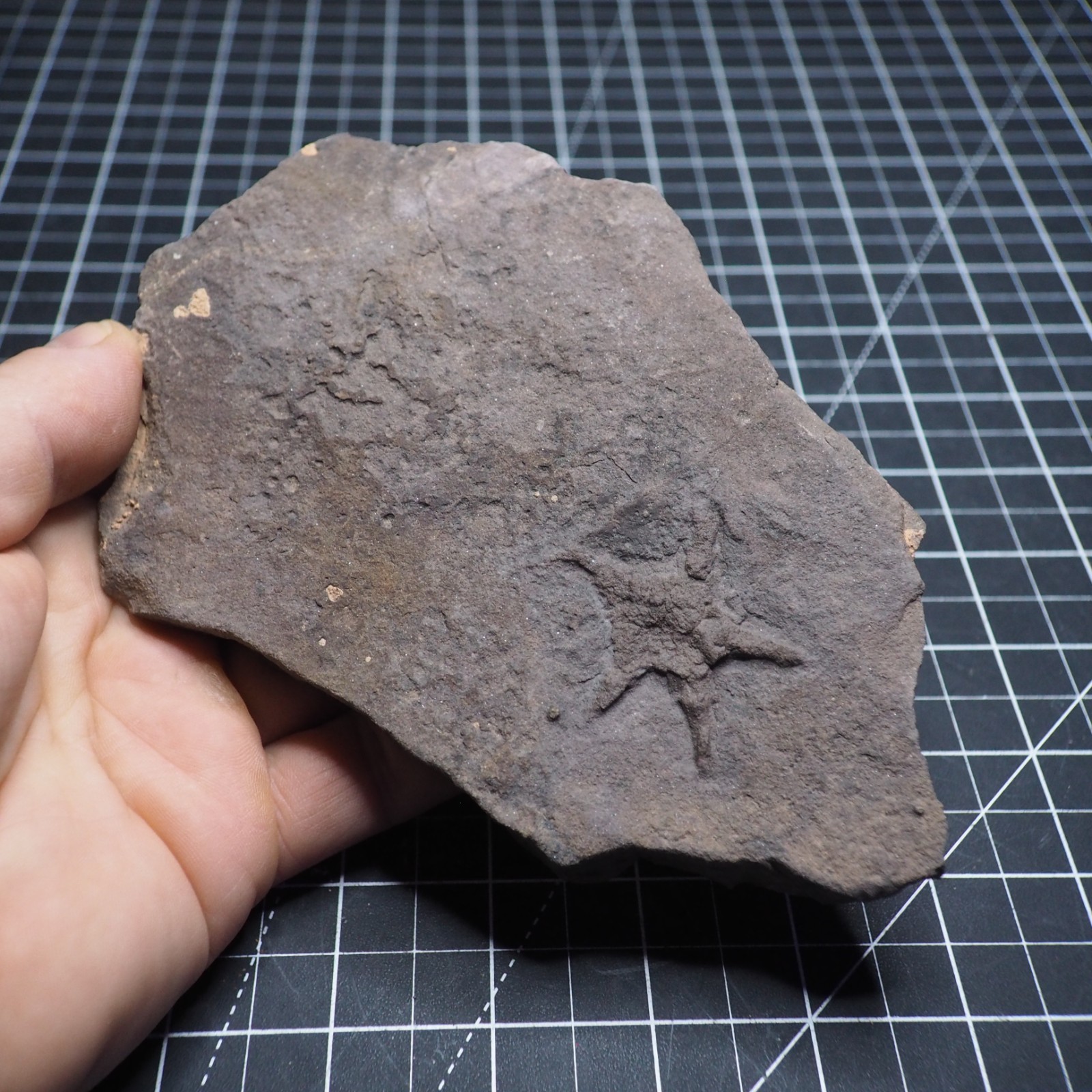 Starfish Feeding Track Ordovician Morocco