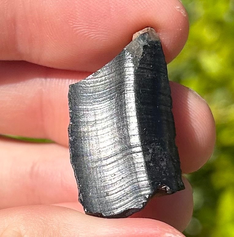 Fossil Giant Armadillo Tooth Holmesina Pleistocene Ice Age Mammal Florida