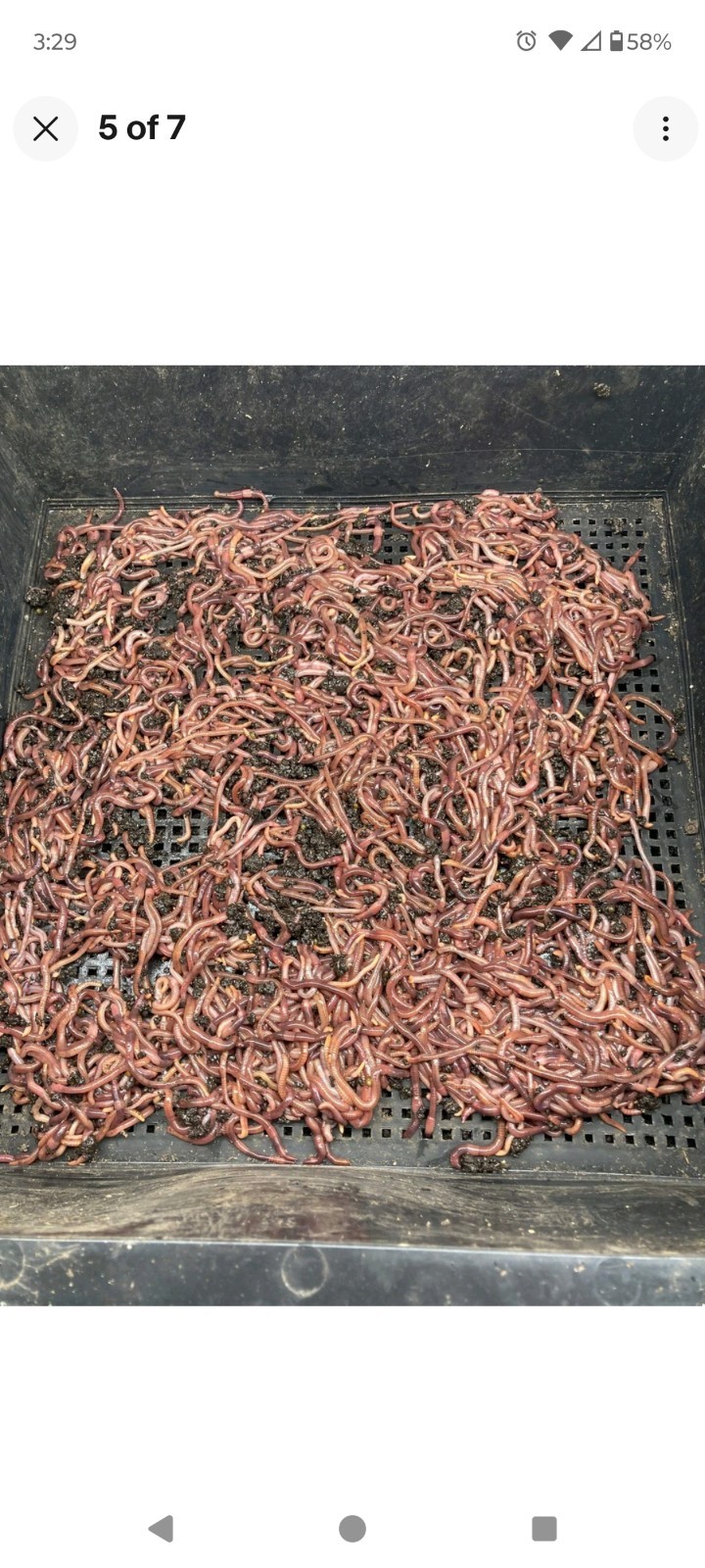 (JIGS) PURE Red Wiggler Worms Cocoon Mix - NO BLUES! Free Shipping