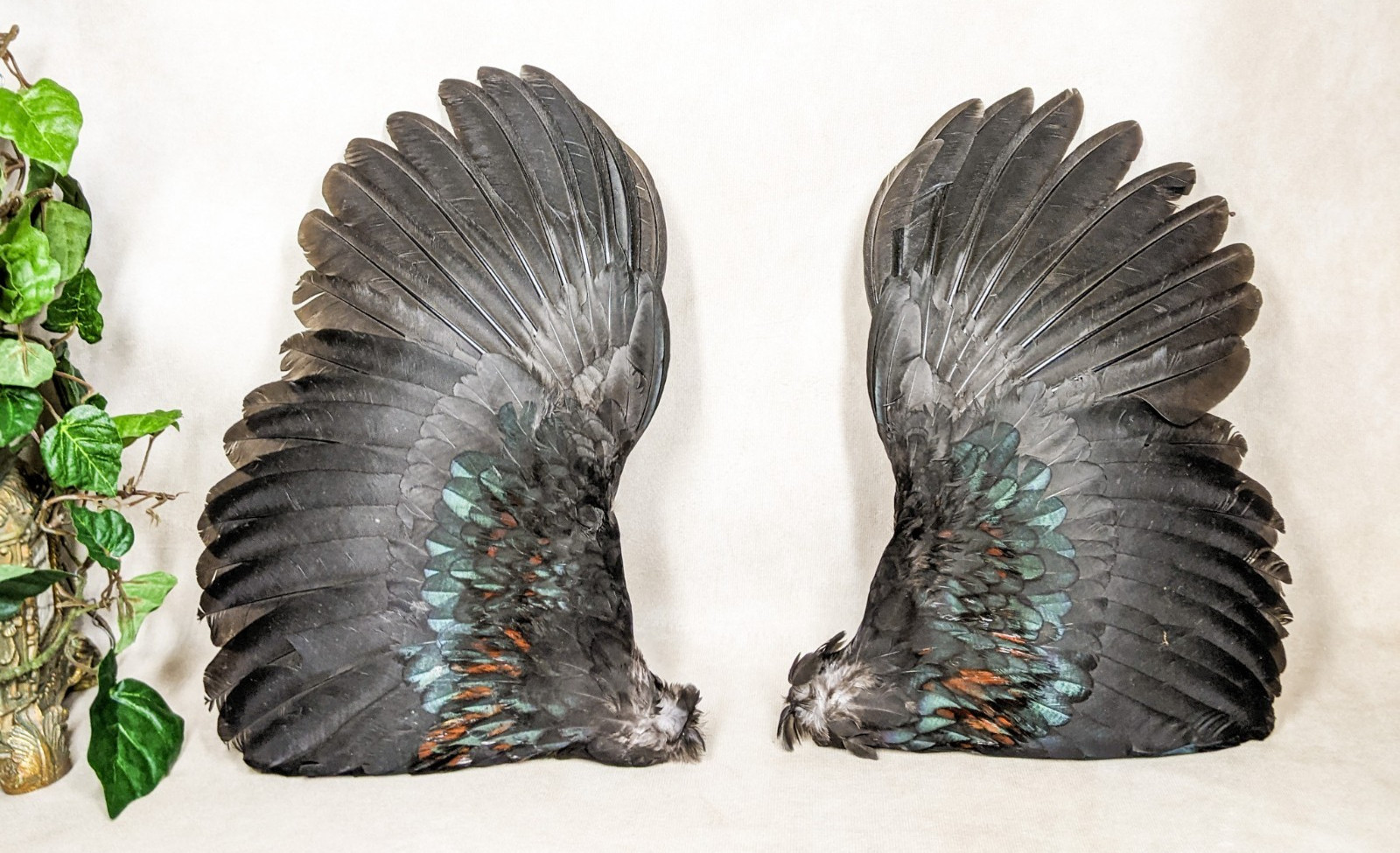 12" Chicken Rooster Wings Taxidermy Oddities curiosities Craft Bird Feather art