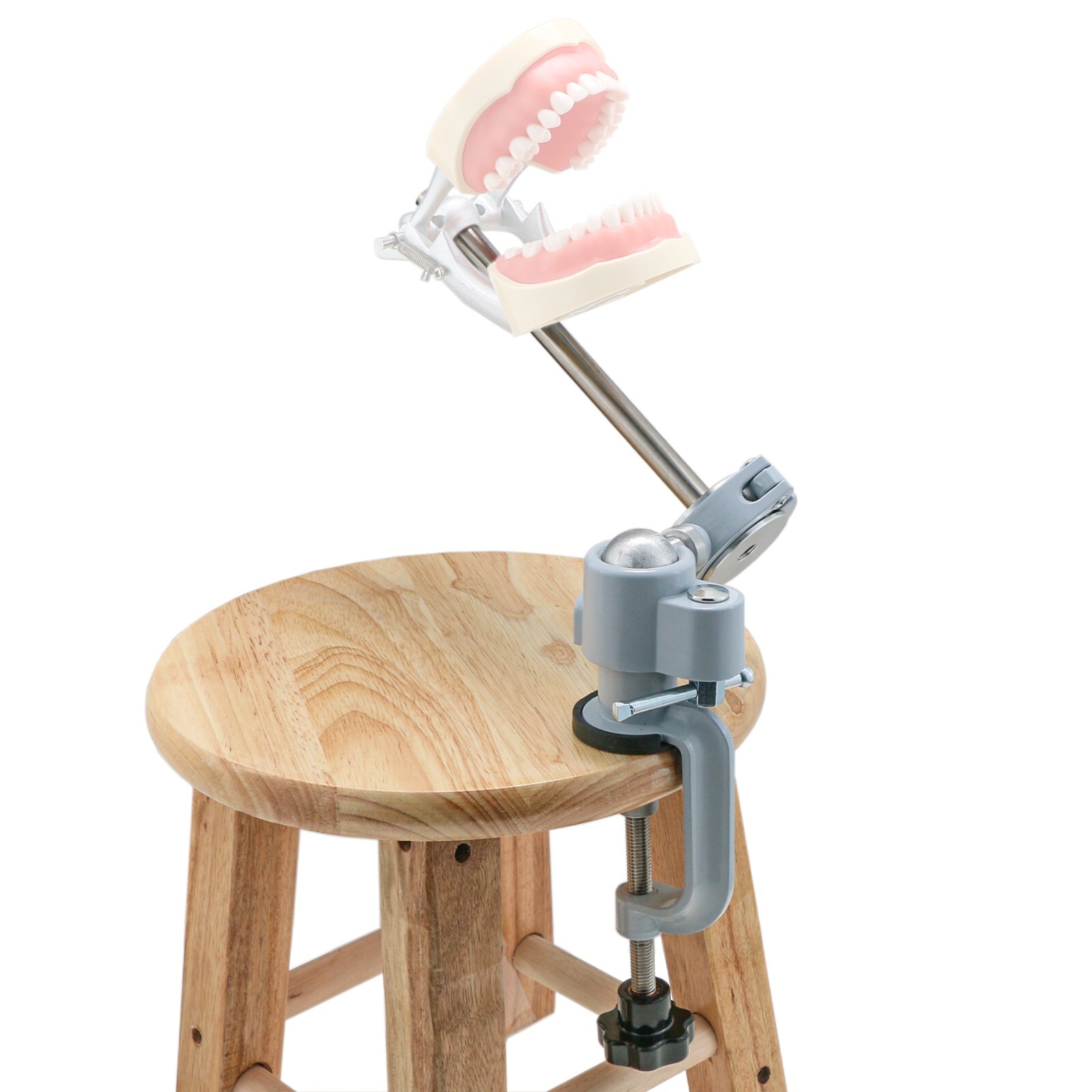 US Dental Typodont Mounting Pole For Columbia Kilgore Nissin Frasaco Teeth Model