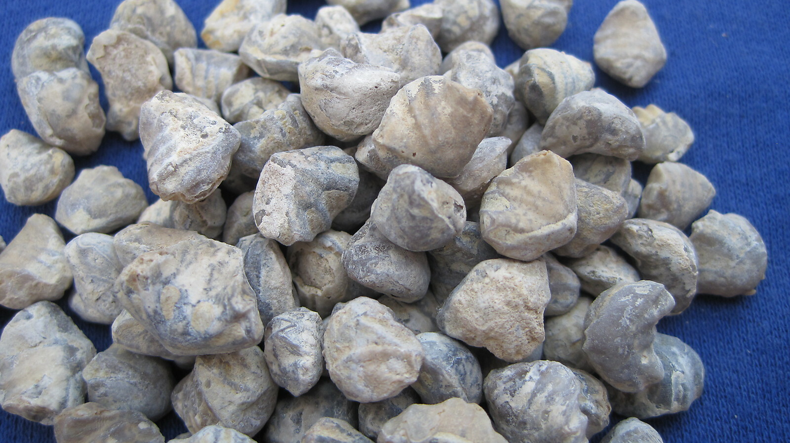 WHOLESALE LOT OF 100 FOSSIL BRACHIOPODS