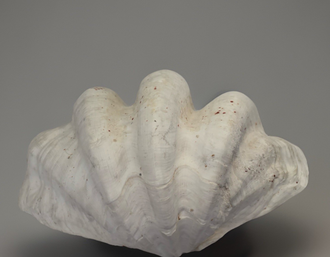 Very Rare 17” Giant Clam Shell Tridacna Gigas 17x 12x 7