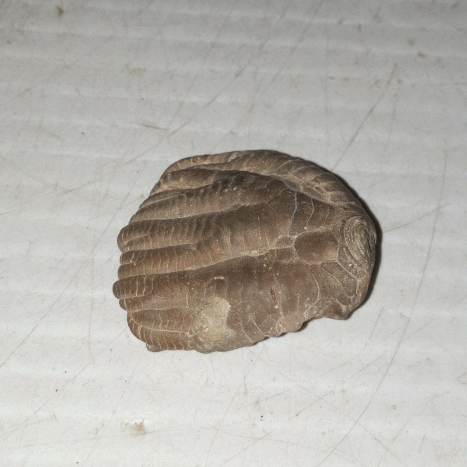 Crinoid Sarocrinus Mississippian Fossil Lake Monroe, Indiana