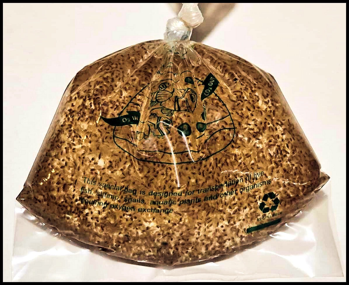 (Buy 2 Get 1 FREE) 500+ Live Daphnia Magna 500+ (FREE SHIPPING)