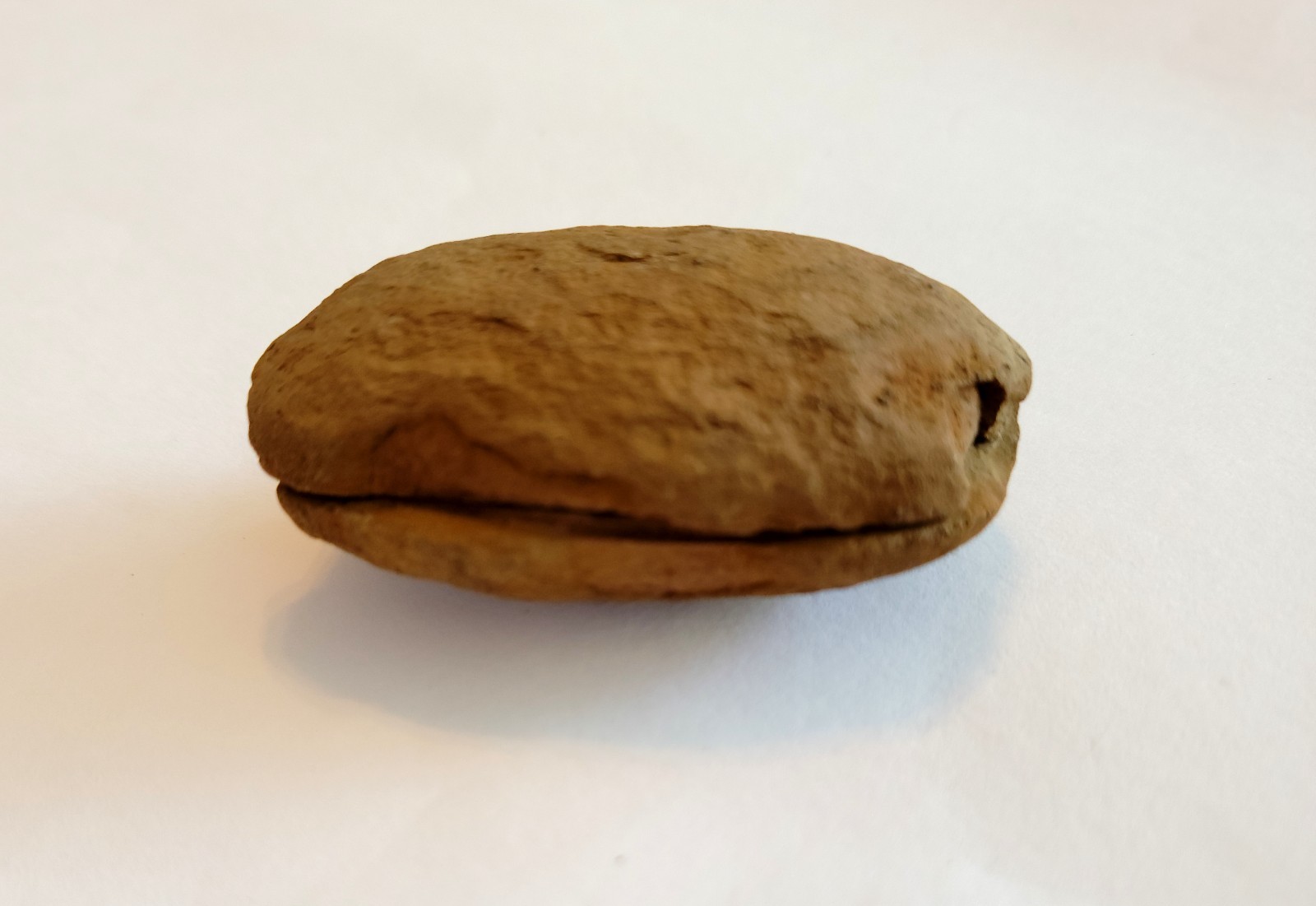 Mazon Creek Woody Stem with Nodes Fossil Nodule Pair