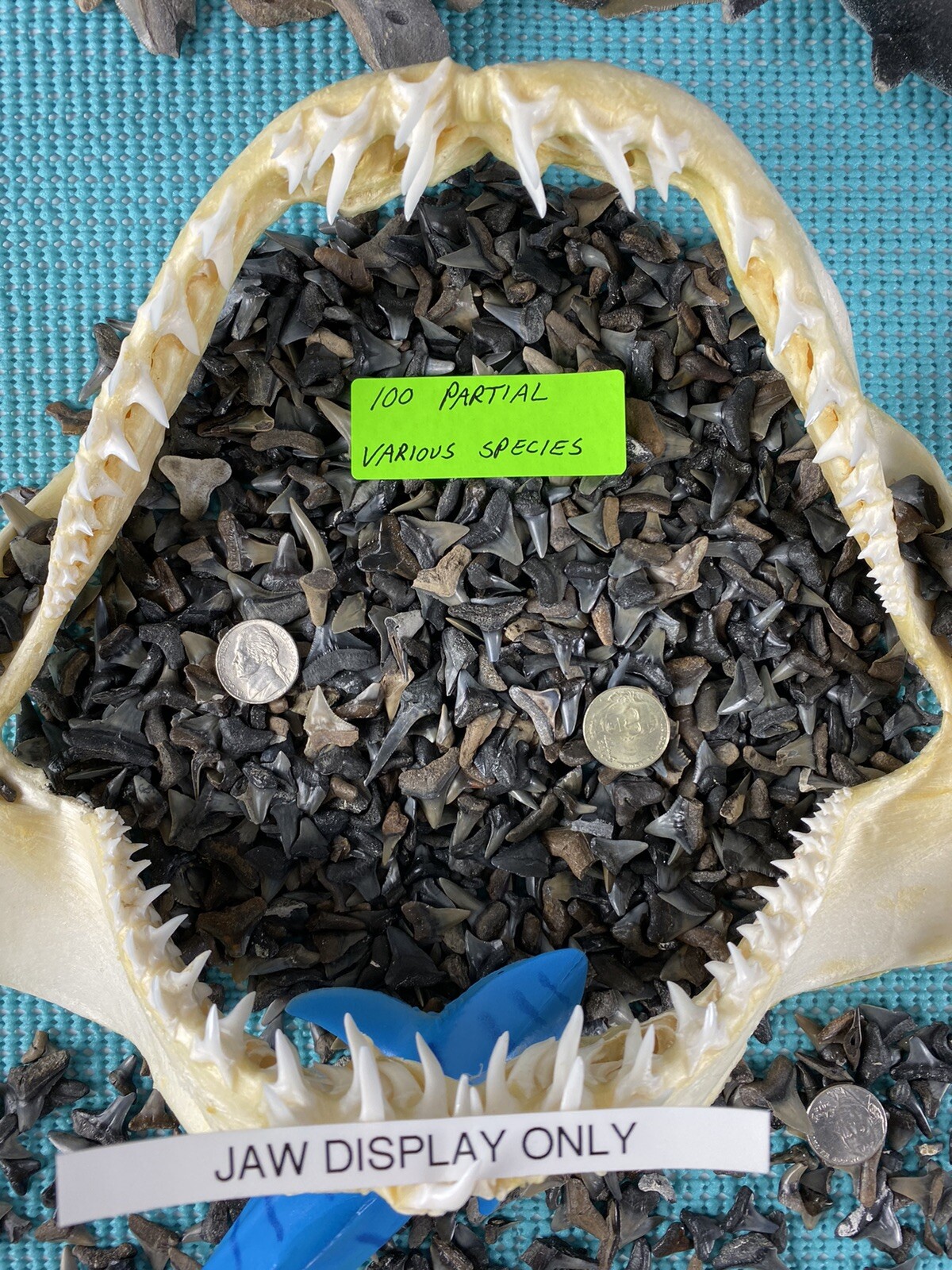 150 Piece Shark Teeth / Fossil Starter Kit From Venice Florida
