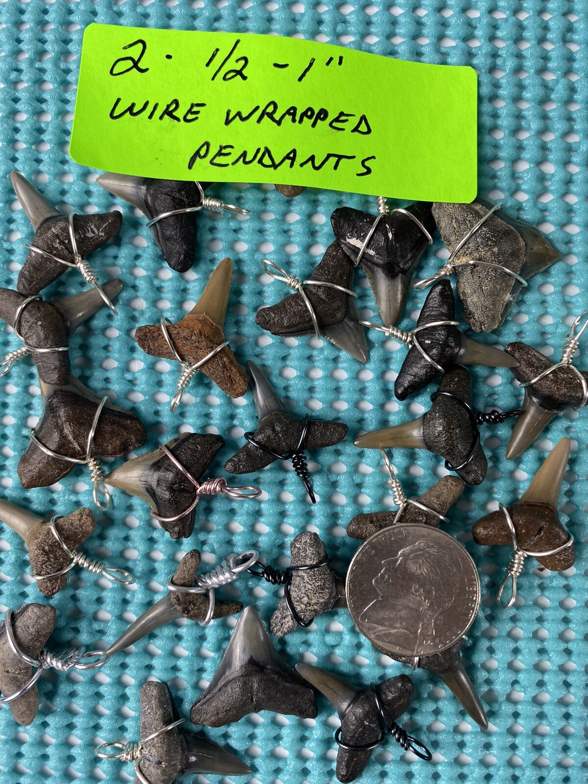 150 Piece Shark Teeth / Fossil Starter Kit From Venice Florida