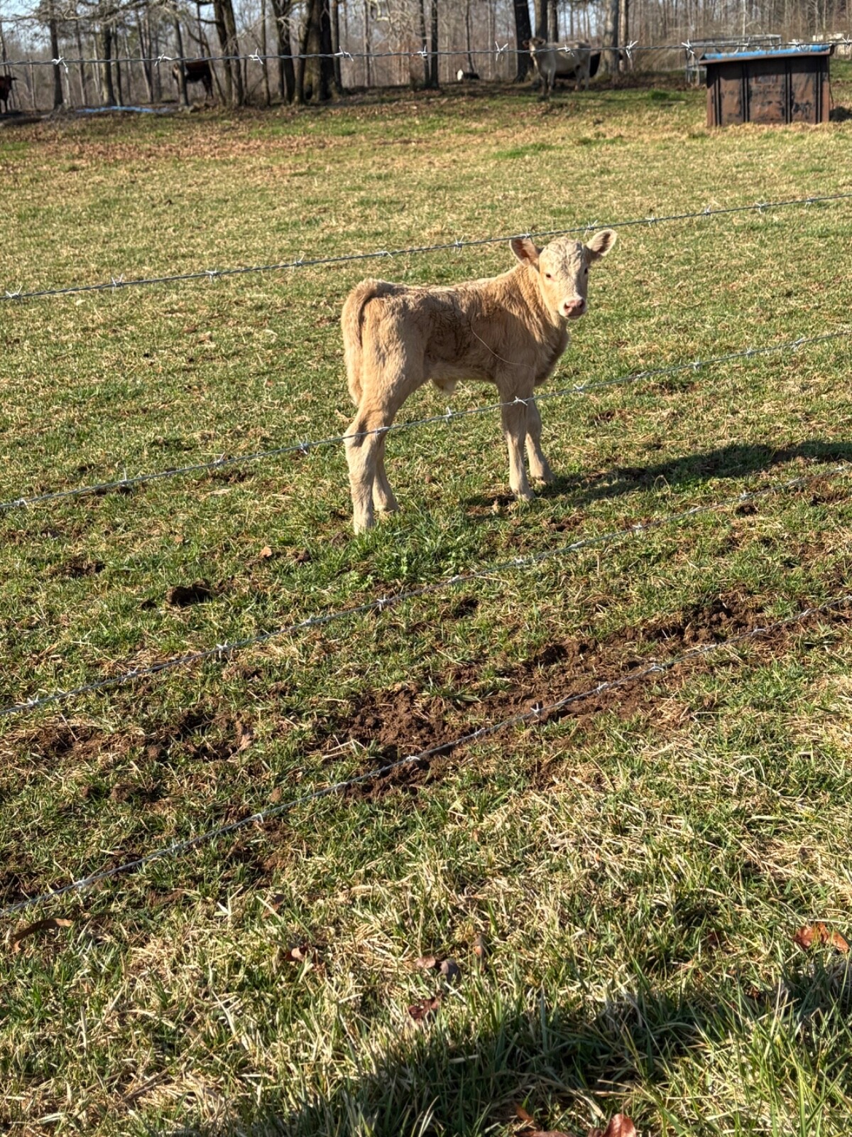 Mystery Farm Treasure – Real Surprise Item From a Small Family Farm!