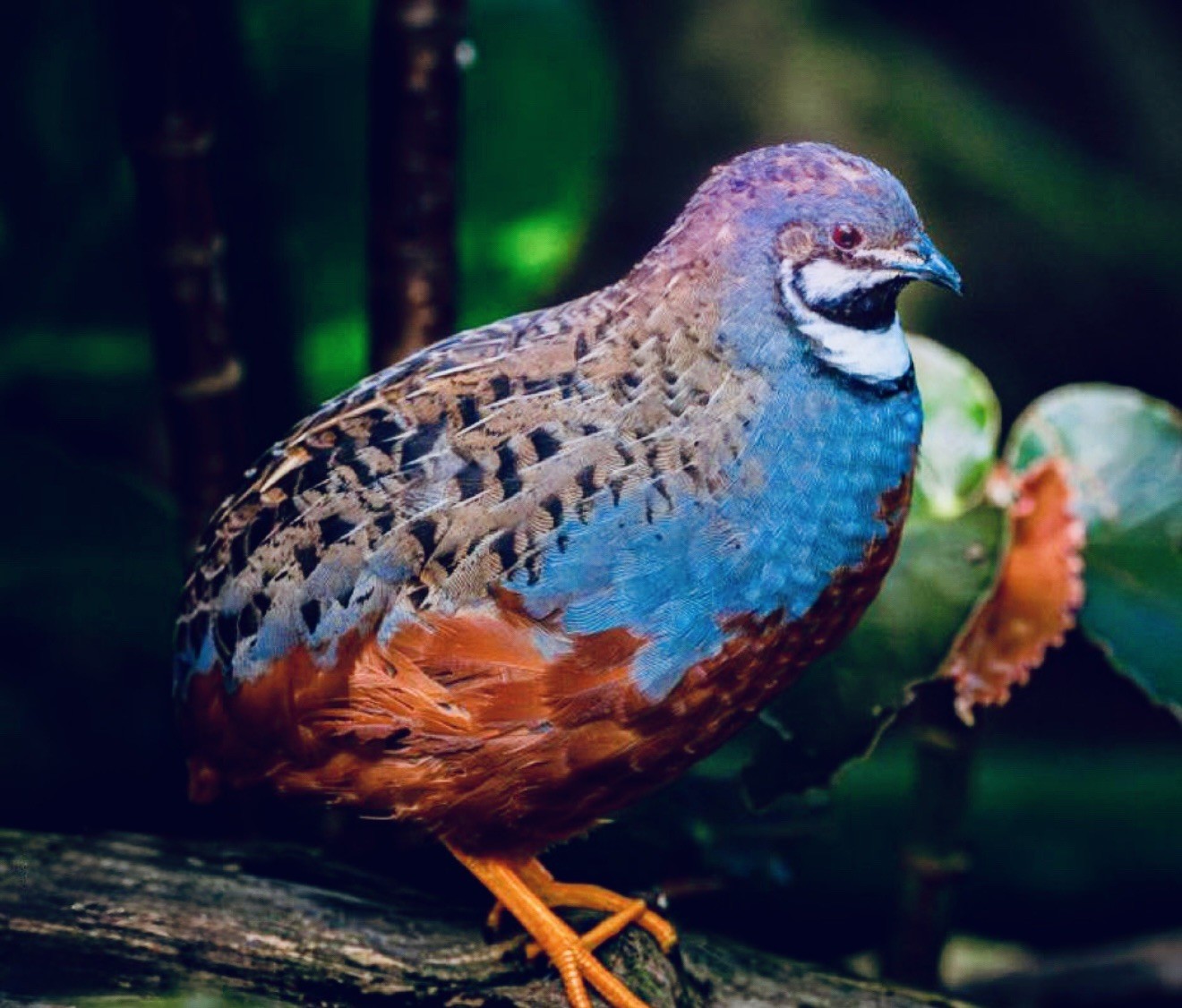 12 Exotic Button Quail Hatching Eggs Chinese Painted SPECIAL RARE ~ TPB Farms 🦚