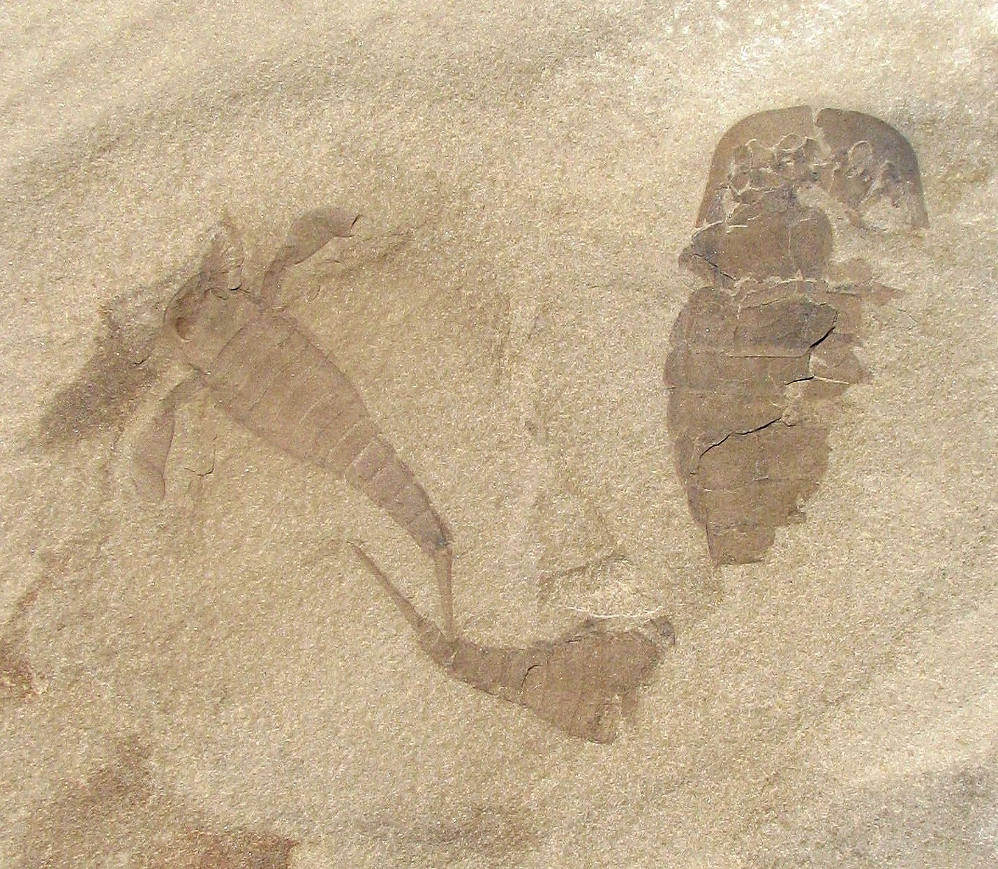 FABULOUS TEXTBOOK EURYPTERUS REMIPES & OTHERS - GREAT MULTIPLE EURYPTERID PLATE!